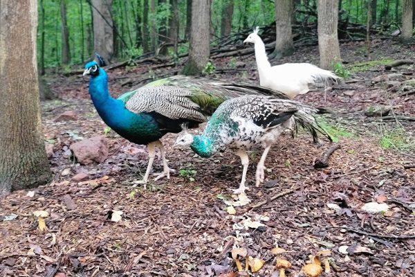 Peacocks 2